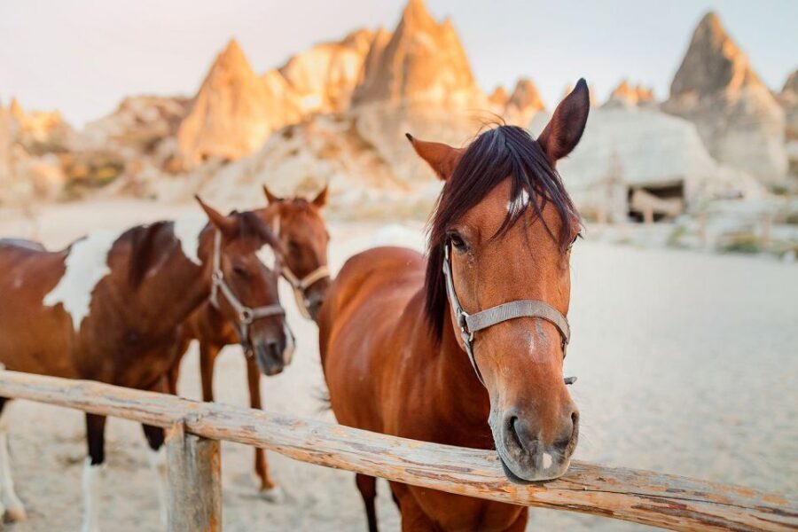 Cappadocia: Horse Riding w/Sunrise & Sunset Option - Photo rules and how to capture the moment without a camera